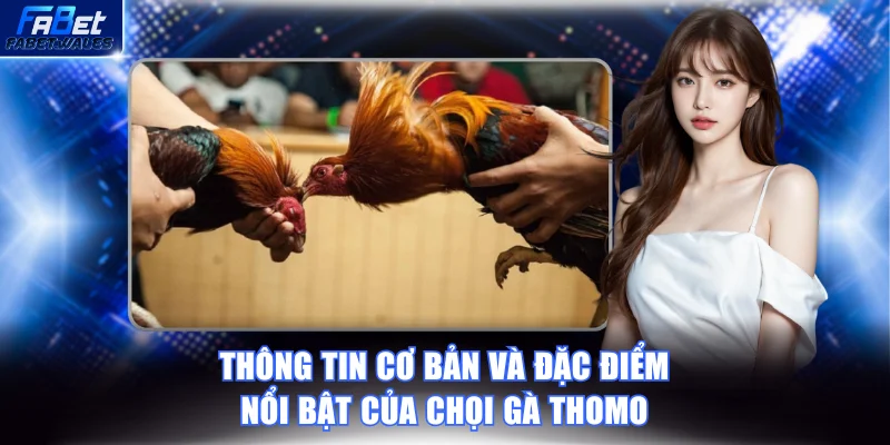 Thông tin cơ bản và đặc điểm nổi bật của chọi gà Thomo